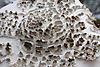 mushroom-namibia-10.jpg