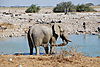 namibia-etosha-park.JPG