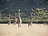 namibia-giraffe-02.jpg