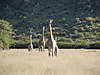 namibia-giraffe-03.jpg