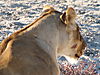 namibia-lioness.JPG