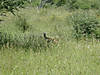 namibia-steenbok-02.jpg