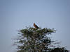 namibia-vulture.jpg