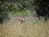 namibia-waterbuck-01.jpg