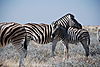 namibia-zebra.JPG