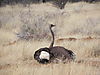 namibia_ostrich.JPG