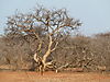 namibia_tree.JPG