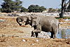 namibian-elephant.JPG