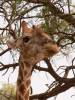 namibian-giraffe.jpg