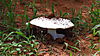 omajowa-mushroom-086.JPG