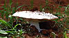 omajowa-mushroom-087.JPG