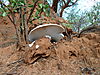 omajowa-mushroom-28.JPG