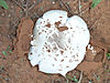 omajowa-mushroom-29.jpg