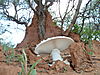 omajowa-mushroom-31.JPG