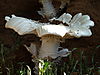 omajowa-mushroom-40.JPG