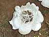 omajowa-mushroom-41.JPG