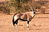 oryx-gemsbok1.jpg