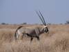 oryx-hunting.jpg