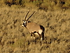 oryx_in_white_hair_grass.JPG