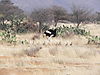 ostrich_namibia.JPG