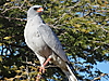 pale_chanting_goshawk2.JPG