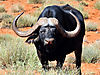 record-buffalo-hunt.jpg