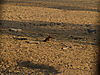 red-mangoose-namibia.JPG