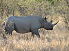 rhino-etosha.JPG