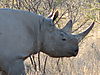rhino-head.JPG