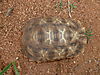 serrated-star-tortoise-01.JPG
