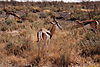 springbok-africa.JPG