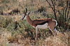 springbok-namibia.JPG