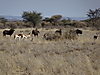 springbok_and_black_wildebeest.JPG