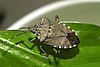 stink-bug.jpg