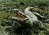 taxidermy-crocodile-02.jpg