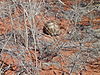 tortoise_namibia.JPG