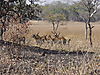 various_finns_bushbuck_460.JPG