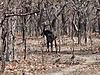 various_finns_bushbuck_468.JPG