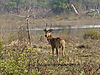 various_finns_bushbuck_550.JPG