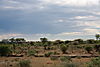 vulture-namibia.JPG