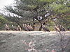 vultures_namibia.JPG