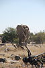 walking-elephant.JPG