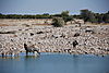 water-etosha.JPG