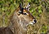 waterbuck6.jpg