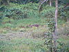 western-sitatunga-08.JPG