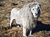 white-lion.jpg