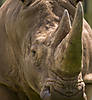 white-rhino.jpg