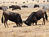 wildebeest-fighting.jpg