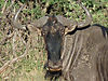 wildebeest5.jpg