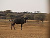 wildebeest6.JPG